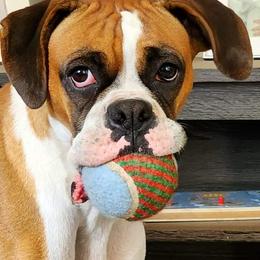 Boxers from Bayla Belle's Boxers