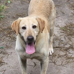 Sniper - Labrador Retriever