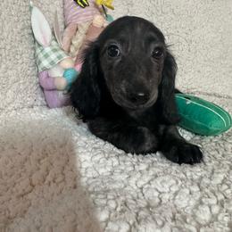 Green - Sable female Dachshund puppy in Waukegan, Illinois from Rolling and Howling Basset Hounds and Dachshunds