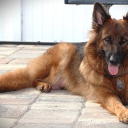 German Shepherd Puppies from Von Hazel Haus German Shepherds