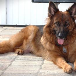 German Shepherd Puppies from Von Hazel Haus German Shepherds