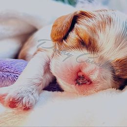 Cavalier King Charles Spaniel puppies from Poshy Cavaliers