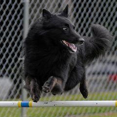 Belgian Sheepdogs from Cognito Belgians