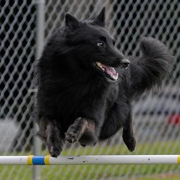Belgian Sheepdogs from Cognito Belgians