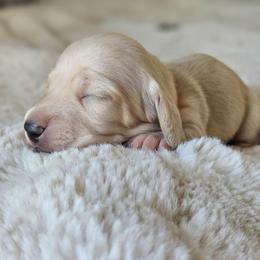Orange collar - Cream male Dachshund puppy in Pasco, Washington from Loyal Lil Dachshunds