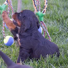 Girl 1 - Black and tan female Gordon Setter puppy in Gordonville, Pennsylvania from Blue Ribbon Setters