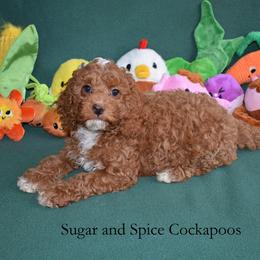 Juniper - Red female Cockapoo puppy in Hopkins, South Carolina from Sugar and Spice Cockapoos