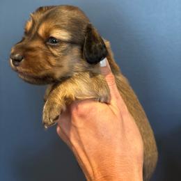 Boy 4 - Red male Dachshund puppy in Midlothian, Virginia from RVA Dachshunds