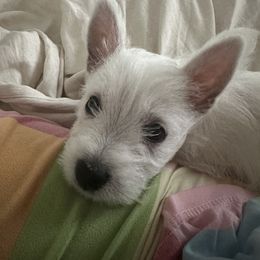 West Highland White Terrier Puppies from De Leon Westies