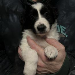 Bebop - Black female Border Collie puppy in Memphis, New York from Dual Traxx Border Collies