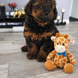 Corey - Phantom male Poodle puppy in Pompano Beach, Florida from Quality Care Poodles