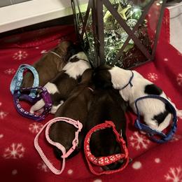 Shih Tzu Puppies from D’s Shih Tzu