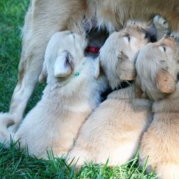Golden Retriever Puppies from Huntleigh Goldens