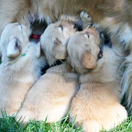 Golden Retriever Puppies from Huntleigh Goldens