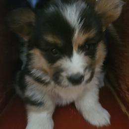 Blue merle boy - Black and tan male Pembroke Welsh Corgi puppy in Tennessee from Voneida Collies & Corgis