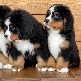 Bernese Mountain Dog Puppies from Bluffside Berners
