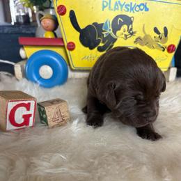 Baby girl 4 - Chocolate female Labrador Retriever puppy in Brandywine, Maryland from QVR Labradors and Leonbergers