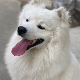 American Eskimo Dogs from Sondra Dankberg's American Eskimo Dogs