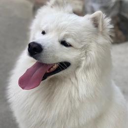 American Eskimo Dogs from Sondra Dankberg's American Eskimo Dogs