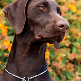 Claire - German Shorthaired Pointer