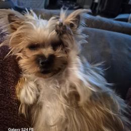 Mandy - Yorkshire Terrier