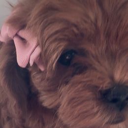 Cavapoos from SoCal Cavapoo's
