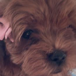 Cavapoos from SoCal Cavapoo's