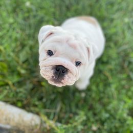 Bulldog Puppies from Winehaus Bulldogs
