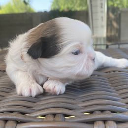 Shih Tzu Puppies from Willow Lane Shih Tzus