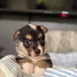 Frank - Black and tan male American Corgi puppy in Post Falls, Idaho from Splootin’ around Corgi’s