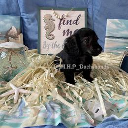 Dachshund Puppies from M.H.P Dachshunds