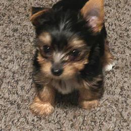 Snoopy - Blue and gold male Yorkshire Terrier puppy in Hot Springs, Arkansas from Weslynn Kennels