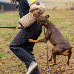 Doberman Pinschers from Vom Baecher Doberman