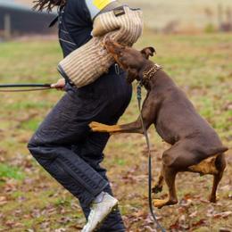 Doberman Pinschers from Vom Baecher Doberman