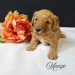Mango - Red  male Goldendoodle puppy in Mancelona, Michigan from Lavender poodles & doodles