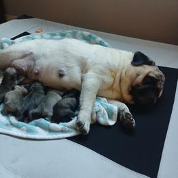 Girl 1 - Fawn female Pug puppy in Glendale, Oregon from Azalea Pugs