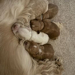 Cockapoo puppies from Rome & Reign Farm