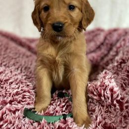 Golden Retriever Puppies from Mueller’s Furry Farm