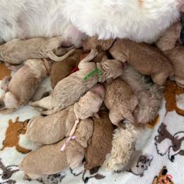 Boy 1 - Red  male Goldendoodle puppy in Kent City, Michigan from Hannah Mae Doodles