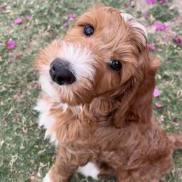 Luca - Apricot male Goldendoodle puppy in Scottsdale, Arizona from Cockadoodle Poo Puppies