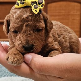 Kanga - Red female Cavapoo puppy in Glendale, Arizona from Cool Cavapoos