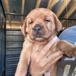 Yellow - Yellow female Labrador Retriever puppy in Newton Grove, North Carolina from Wayalife Labradors & Gsp’s
