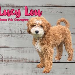 Lucy Lou - Cavapoo