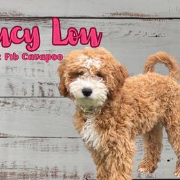 Lucy Lou - Cavapoo