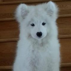 Samoyeds from Lakehill Samoyeds