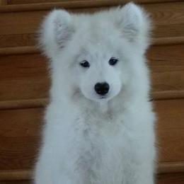 Samoyeds from Lakehill Samoyeds