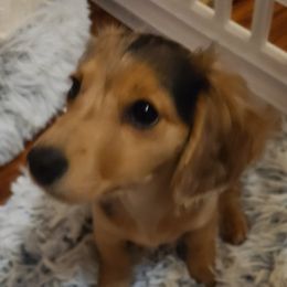 Luna - Dachshund