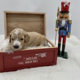 Goldendoodle Puppies from Smoodles