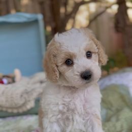 Elvis - Blenheim male Cavapoo puppy in Arlington, Texas from Van Haselen Poodles and Doodles