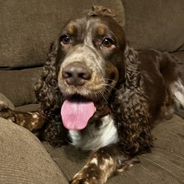 Mack - English Springer Spaniel